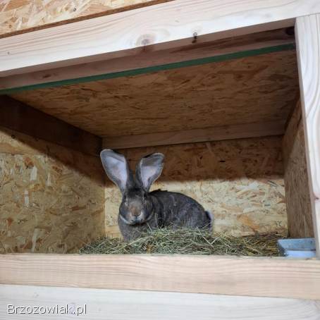 Kroliki olbrzym belgijski szary