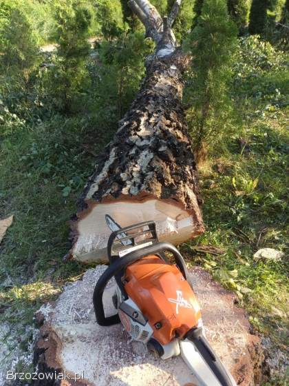 Wycinka drzew metoda alpinistyczna