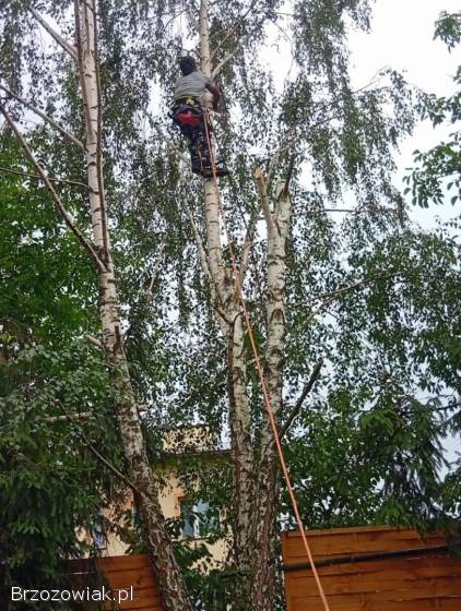 Wycinka drzew metoda alpinistyczna