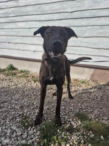 Blum -  młody,  wychowany z dziećmi,  aktywny pręgus!