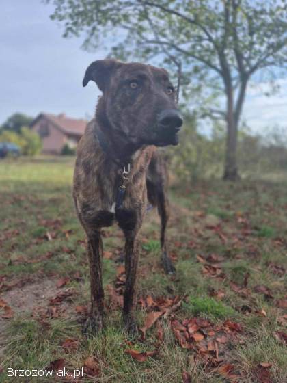 Blum -  młody,  wychowany z dziećmi,  aktywny pręgus!