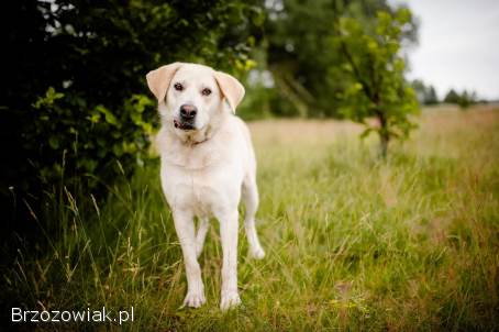 Kokos -  przyjazny biszkoptowy labek szuka domu!