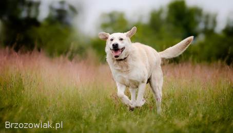 Kokos -  przyjazny biszkoptowy labek szuka domu!
