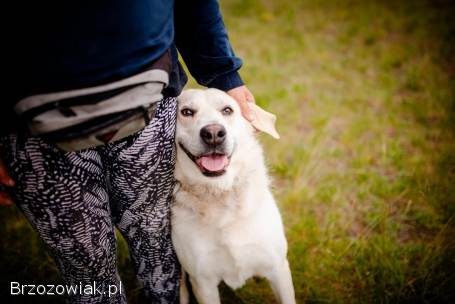 Kokos -  przyjazny biszkoptowy labek szuka domu!