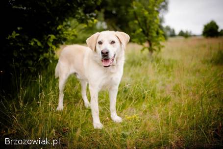 Kokos -  przyjazny biszkoptowy labek szuka domu!