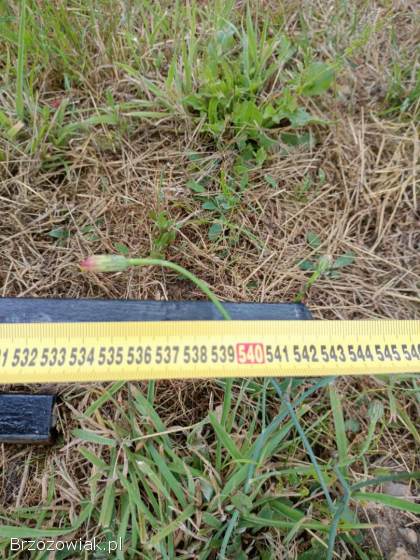 Konstrukcja Stalowa 540x170 Fotowoltaika Daszek