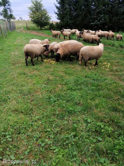 Owce rasy Czarnogłowka