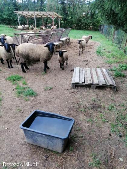 Owce rasy Czarnogłowka