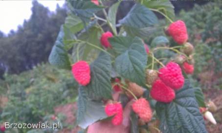 Owoce malin,  maliny