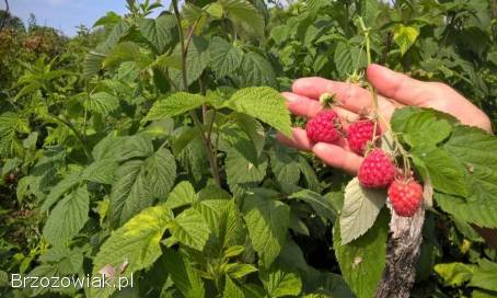 Owoce malin,  maliny