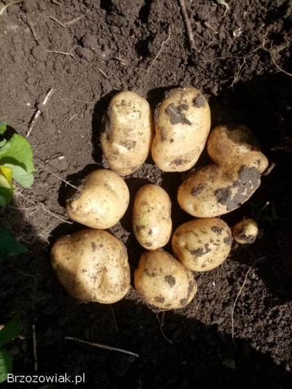 ZIEMNIAKI JADALNE