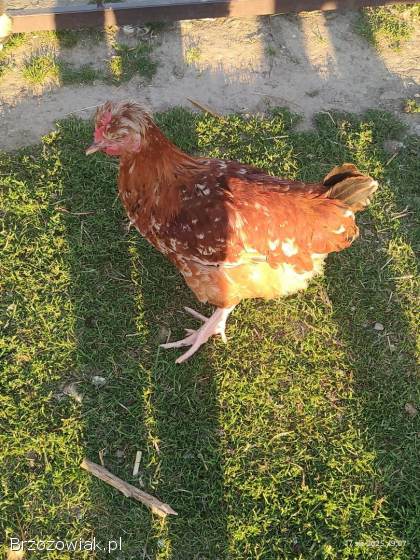 Sprzedam koguty