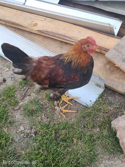 Sprzedam koguty