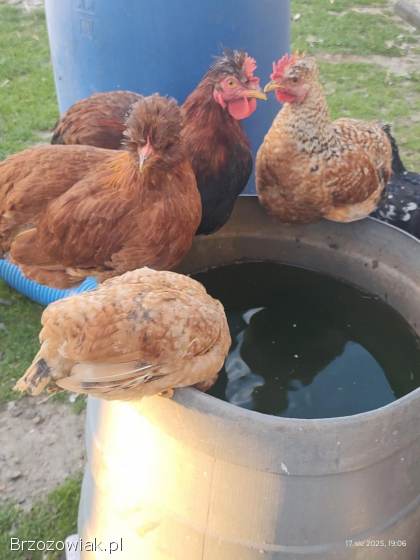 Sprzedam koguty