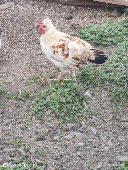Sprzedam koguty