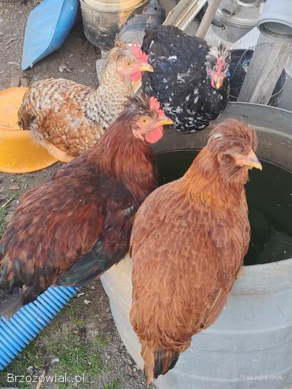 Sprzedam koguty