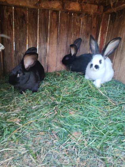 Sprzedam króliki