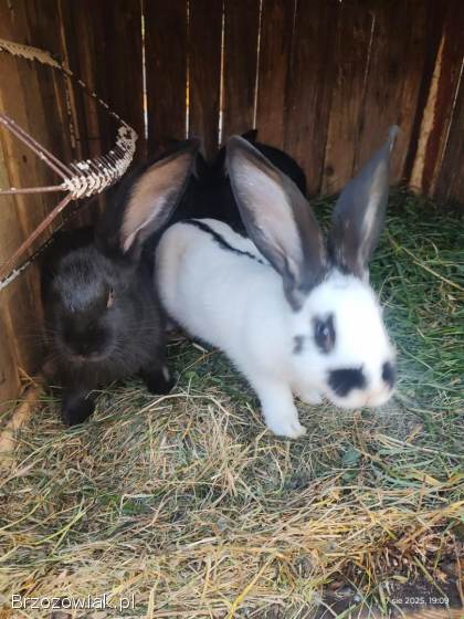 Sprzedam króliki