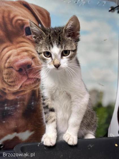 Uroczy kocurek KLUSEK szuka swojego człowieka!