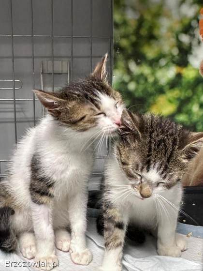 Uroczy kocurek KLUSEK szuka swojego człowieka!