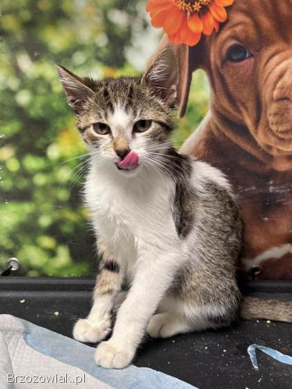 Uroczy kocurek KLUSEK szuka swojego człowieka!