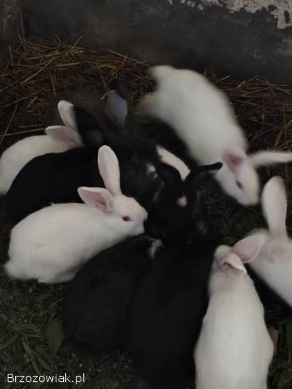 Króliki mlode