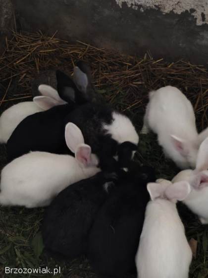 Króliki mlode