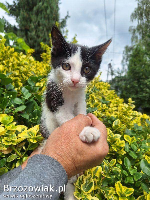 Kulka -  4 miesięczna koteczka szuka domu!