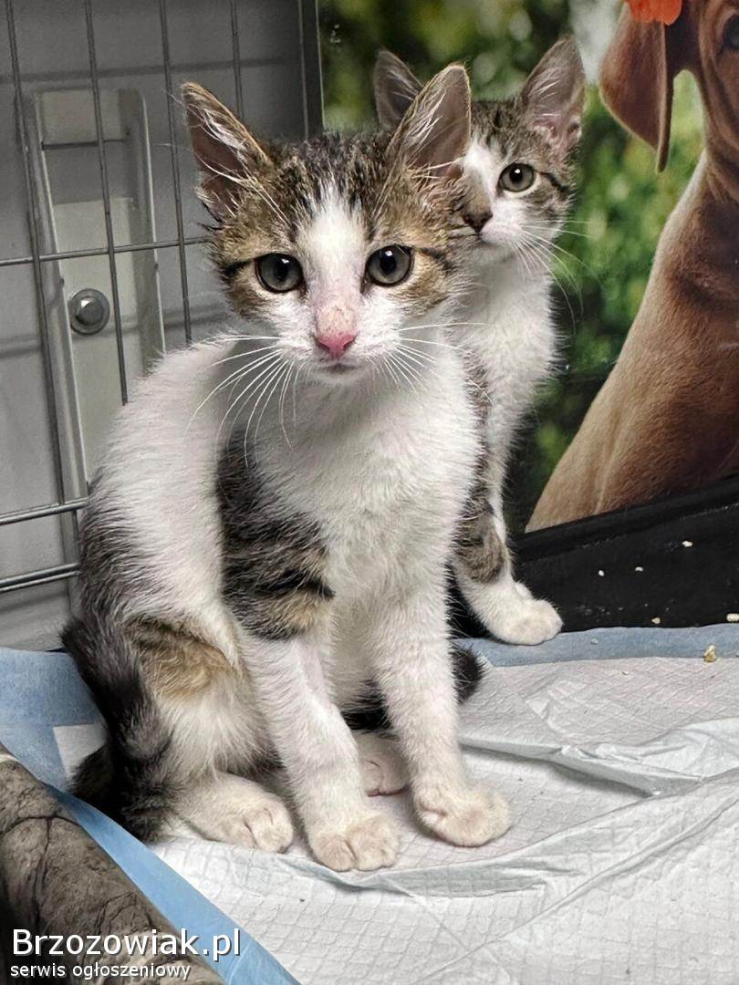 Młodziutki kociak Gramek szuka domu!