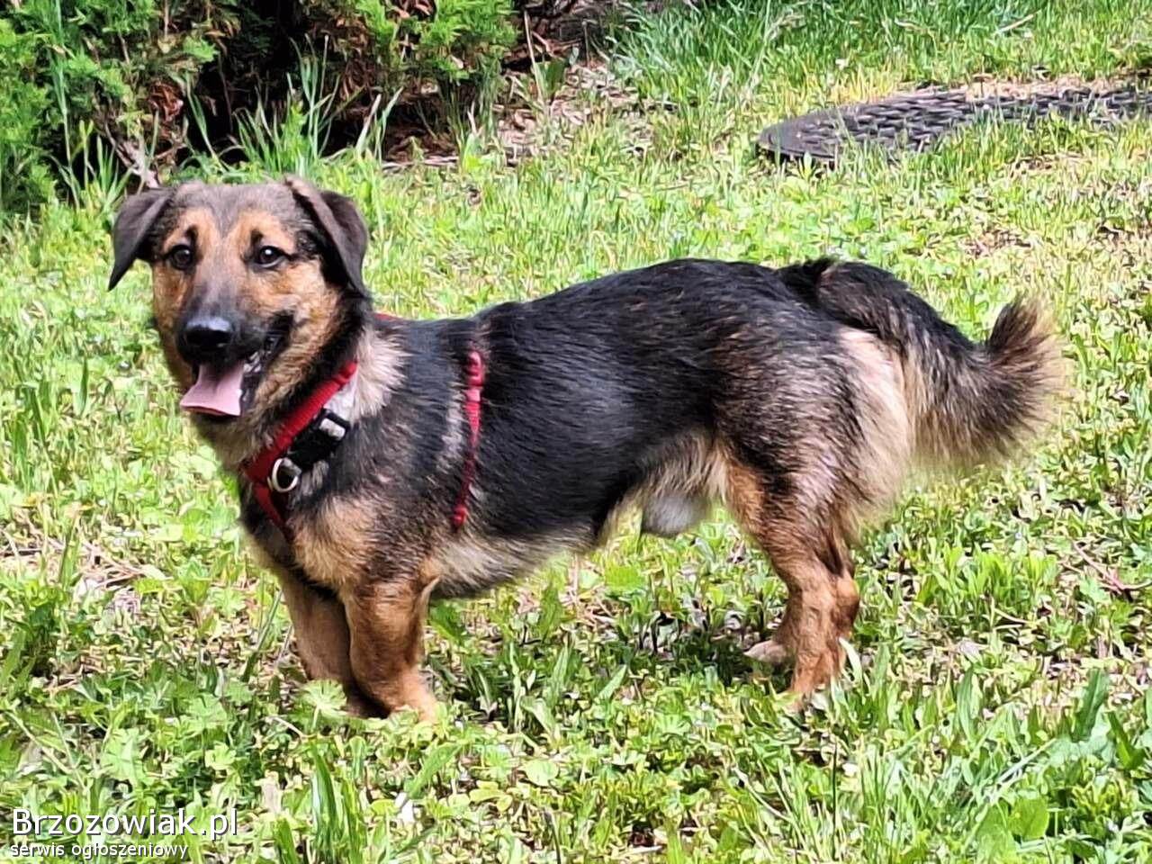 Kapsel -  młody,  niewielki,  przyjazny,  rodzinny