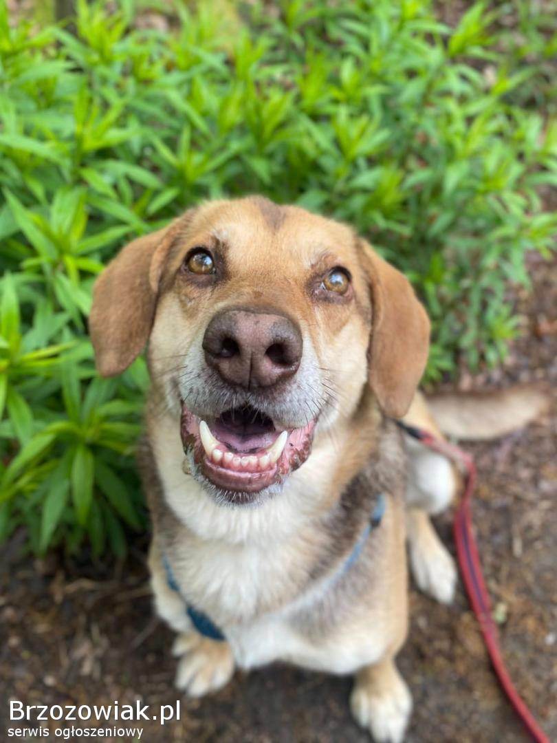 Halik -  wspaniały,  zrównoważony pies szuka domu!