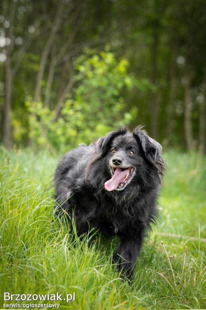 Leopold -  cudowny,  przyjazny kudłacz