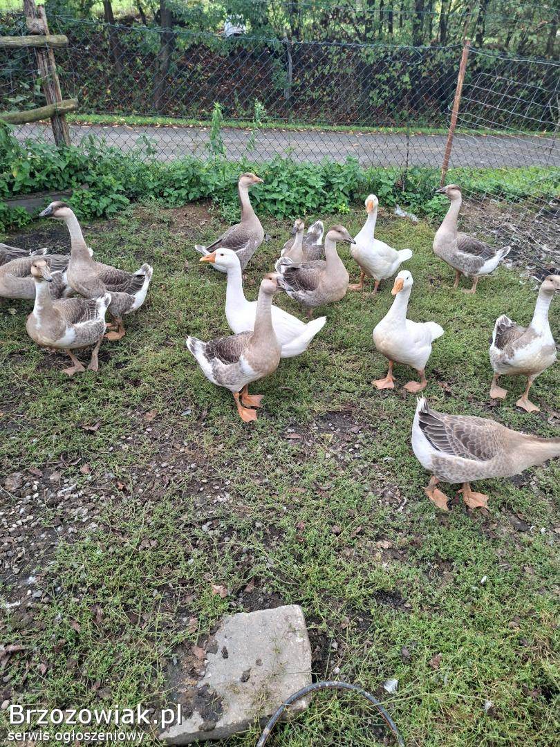 Sprzedam Gęśi.