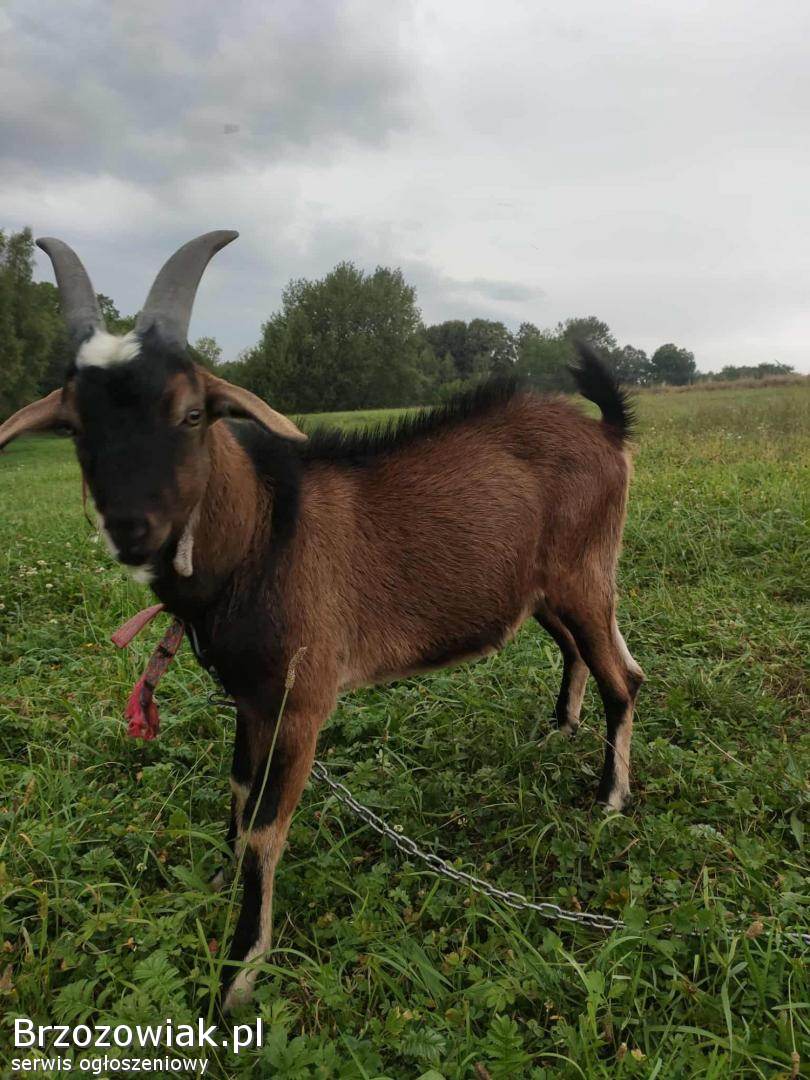 Krycie capkiem alpejsko-anglonubijskim