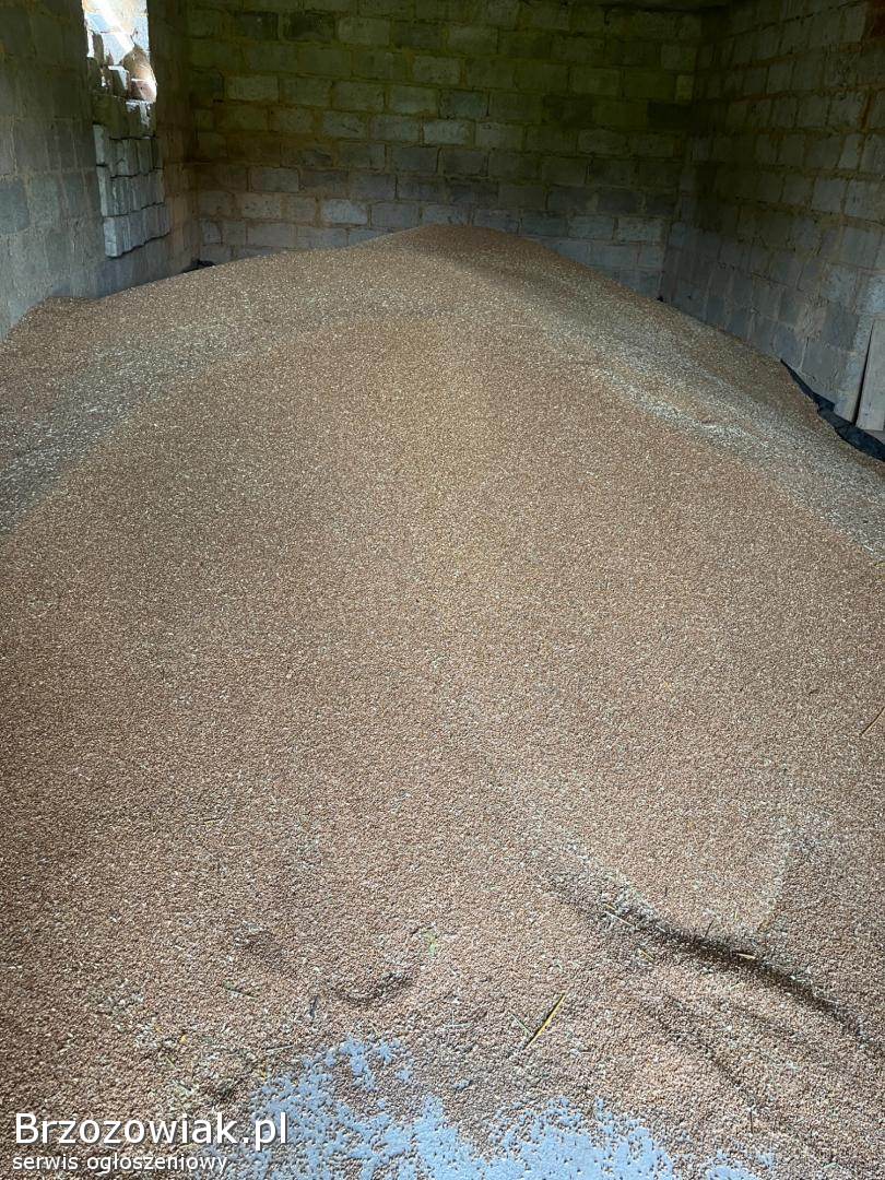 Sprzedam pszenice tegoroczną