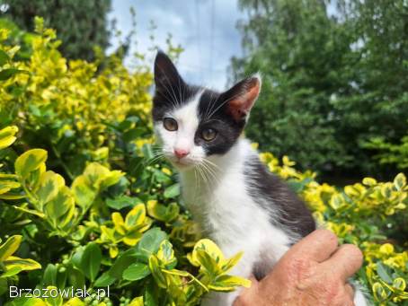 Kulka -  4 miesięczna koteczka szuka domu!