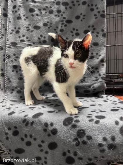 Kulka -  4 miesięczna koteczka szuka domu!