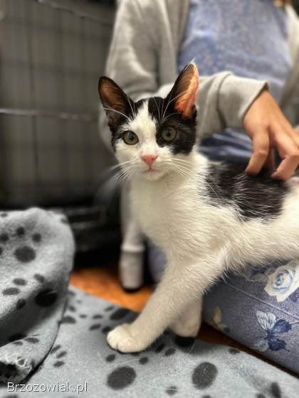 Kulka -  4 miesięczna koteczka szuka domu!