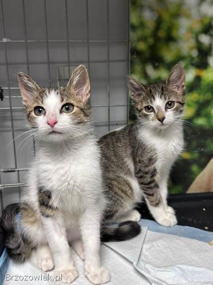 Młodziutki kociak Gramek szuka domu!