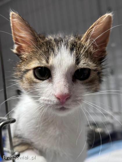 Młodziutki kociak Gramek szuka domu!