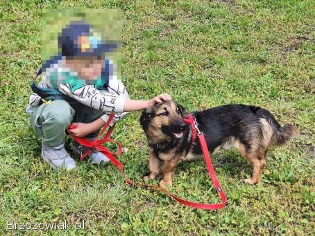 Kapsel -  młody,  niewielki,  przyjazny,  rodzinny