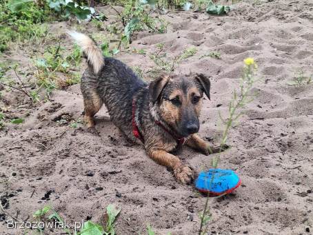 Kapsel -  młody,  niewielki,  przyjazny,  rodzinny