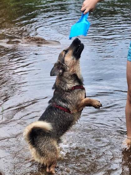 Kapsel -  młody,  niewielki,  przyjazny,  rodzinny