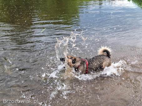 Kapsel -  młody,  niewielki,  przyjazny,  rodzinny