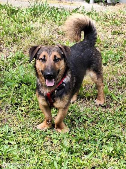 Kapsel -  młody,  niewielki,  przyjazny,  rodzinny