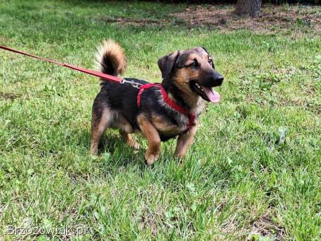 Kapsel -  młody,  niewielki,  przyjazny,  rodzinny