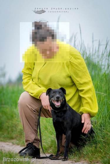 Kuba -  spokojny,  łagodny psiak szuka PILNIE domu!