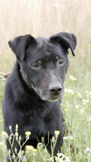 Kuba -  spokojny,  łagodny psiak szuka PILNIE domu!