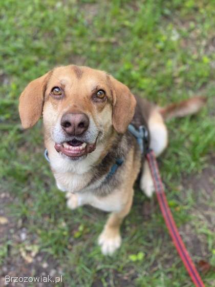 Halik -  wspaniały,  zrównoważony pies szuka domu!