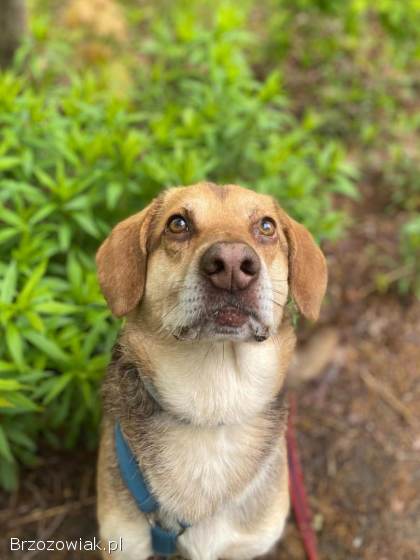 Halik -  wspaniały,  zrównoważony pies szuka domu!